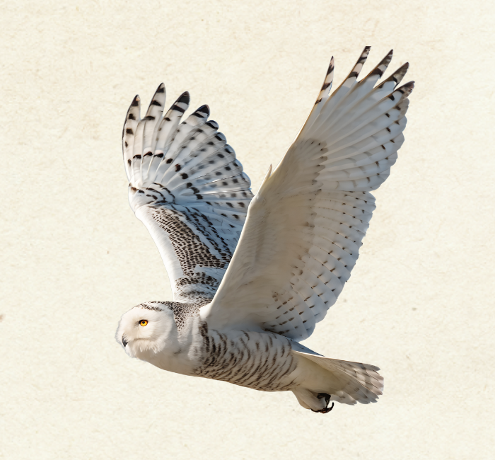 Snowy Owl