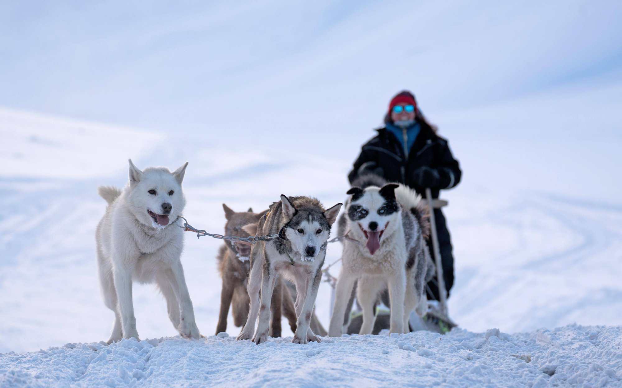 basecamp-explorateur-chien de traineau-1