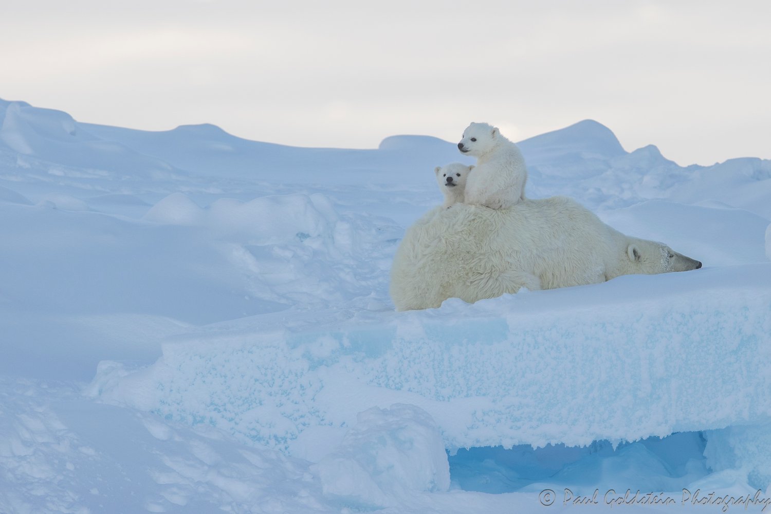 Polar Bear Migration - Paul Goldstien - Arctic Kingdom22