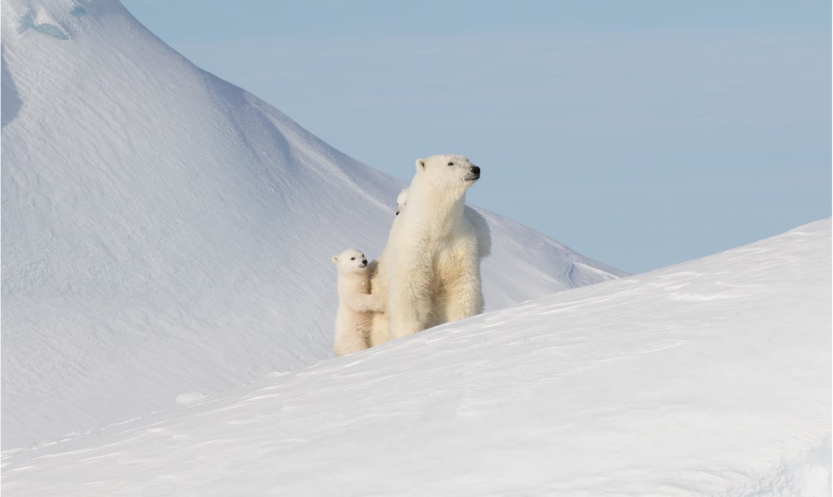 Spring Polar Bears and Icebergs 4