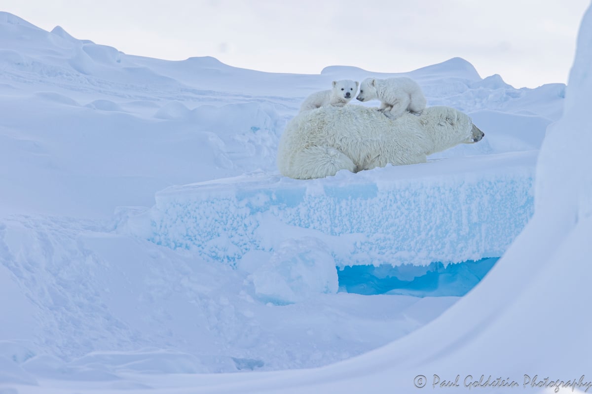 Polar Bear Migration - Paul Goldstien - Arctic Kingdom21