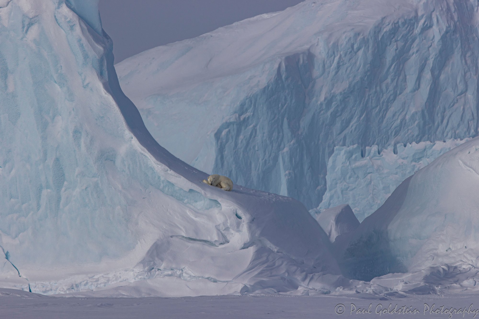 Spring Polar Bears & Icebergs - T 10 - Paul Goldstein -  Arctic Kingdom - Polar Bears - Arctic Wildlife10