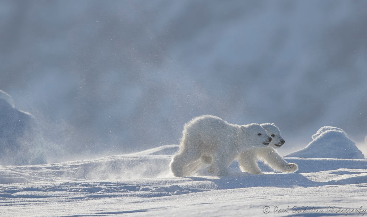 Spring Polar Bears & Icebergs - T 10 - Paul Goldstein -  Arctic Kingdom - Polar Bears - Arctic Wildlife16