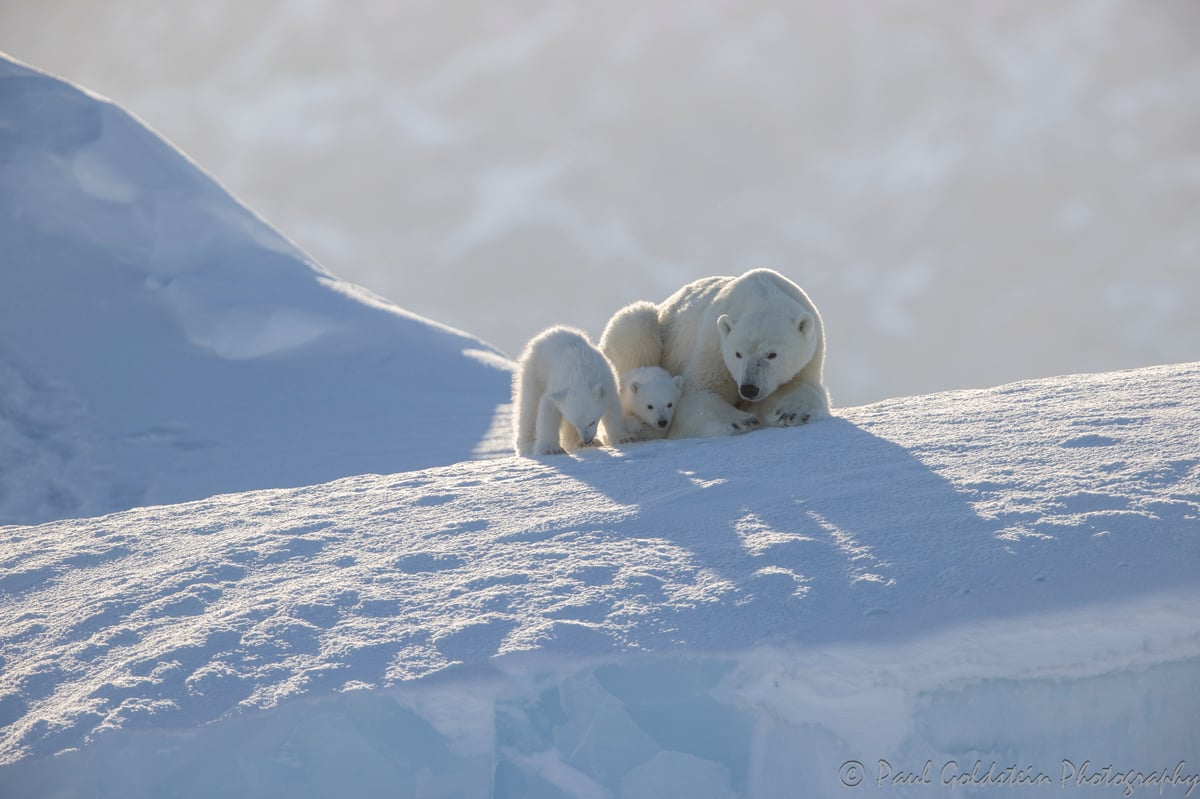 Spring Polar Bears & Icebergs - T 10 - Paul Goldstein -  Arctic Kingdom - Polar Bears - Arctic Wildlife18