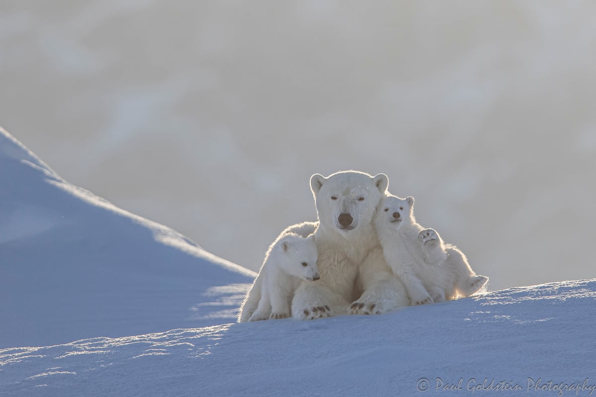 Spring Polar Bears & Icebergs - T 10 - Paul Goldstein -  Arctic Kingdom - Polar Bears - Arctic Wildlife19