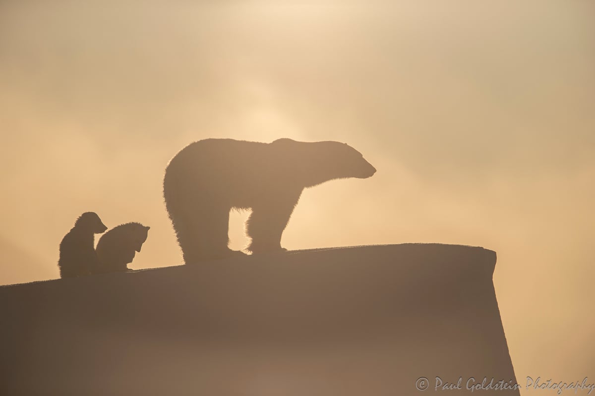 Spring Polar Bears & Icebergs - T 10 - Paul Goldstein -  Arctic Kingdom - Polar Bears - Arctic Wildlife21