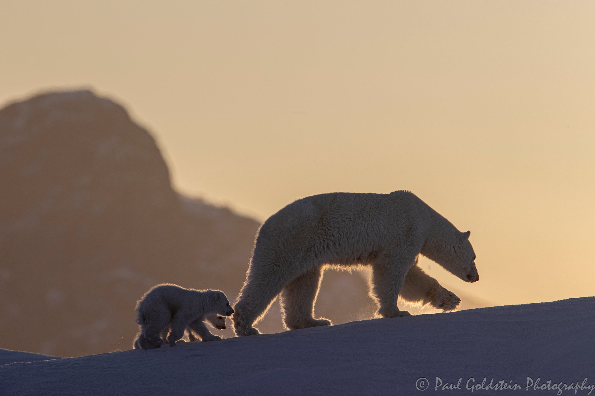 Ours polaires et icebergs au printemps - T 10 - Paul Goldstein - Arctic Kingdom - Ours polaires - Vie sauvage arctique22