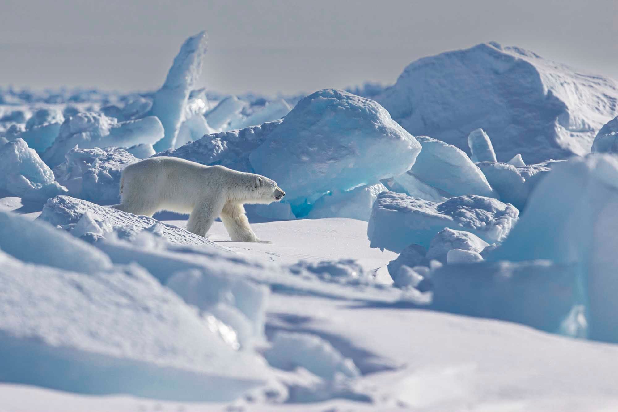 Spring Polar Bears & Icebergs - T 10 - Paul Goldstein -  Arctic Kingdom - Polar Bears - Arctic Wildlife4