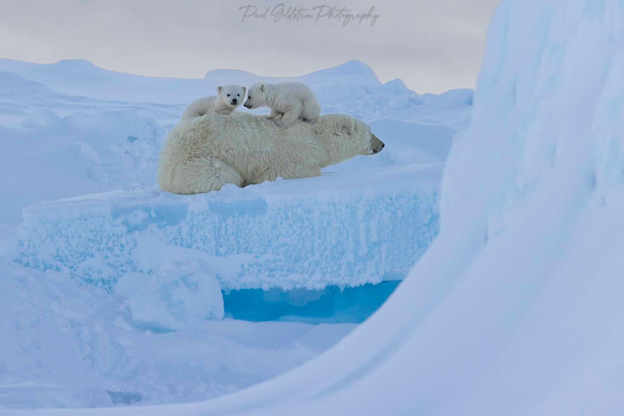 Spring Polar Bears & Icebergs - T 10 - Paul Goldstein -  Arctic Kingdom - Polar Bears - Arctic Wildlife8-2