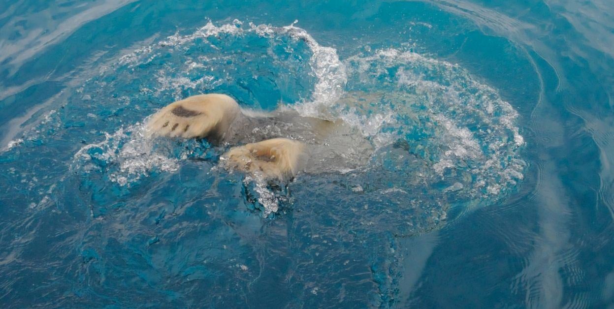 Qik_Polar_Bear_diving_back_Paws_GRAHAM_DICKSON_DSC5908
