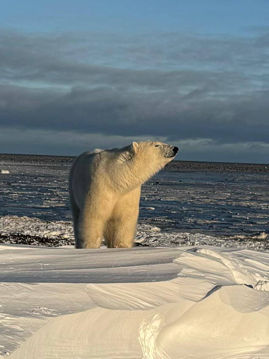 Polar Bear Migration - a Fly-In Safari - Arctic Kingdom - Polar Bears - Arctic Wildlife11