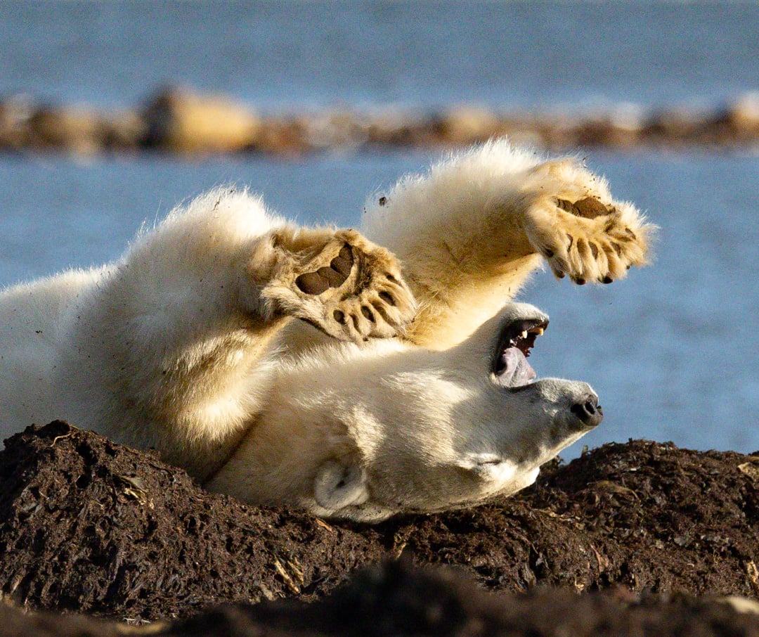 Polar Bear Migration - a Fly-In Safari - Arctic Kingdom - Polar Bears - Arctic Wildlife3