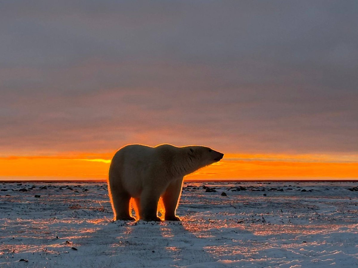 Polar Bear Migration - a Fly-In Safari - Arctic Kingdom - Polar Bears - Arctic Wildlife34