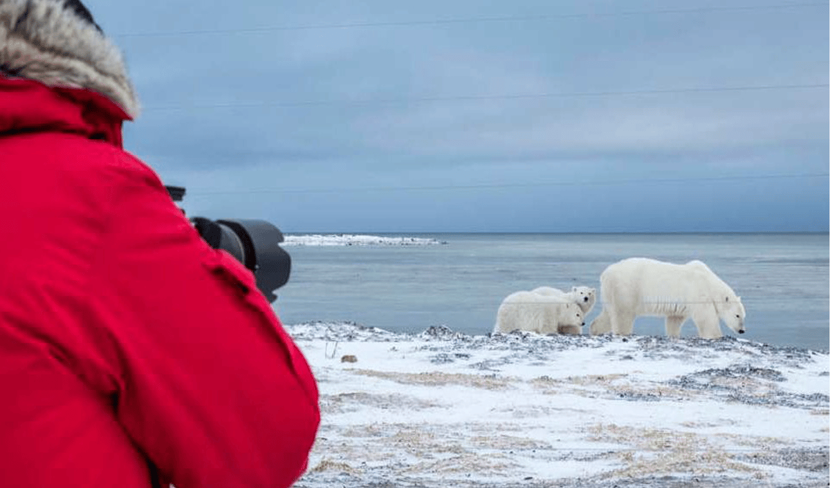 Polar Bear Migration Fly-In Safari by Arctic Kingdom12