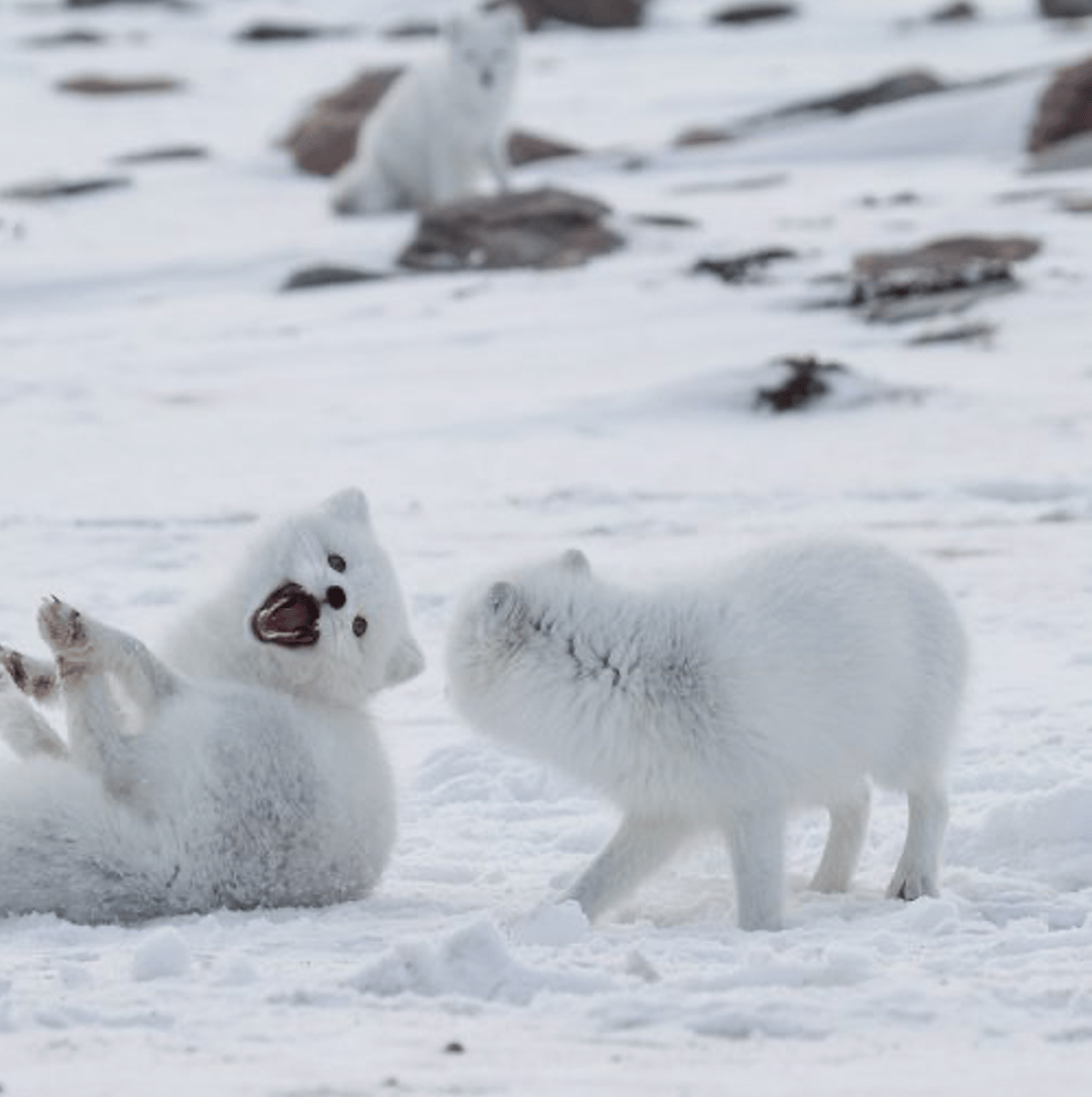 Polar Bear Migration Fly-In Safari by Arctic Kingdom17