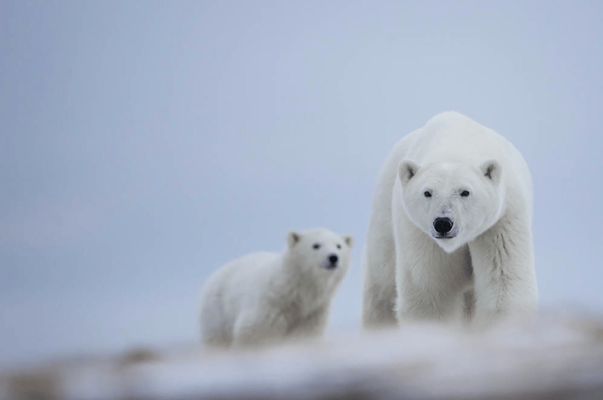 Polar Bear Migration Fly-In Safari by Arctic Kingdom19