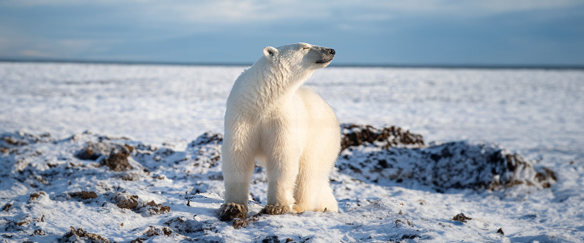 The Great Polar Bear Migration - A Fly-In Safari