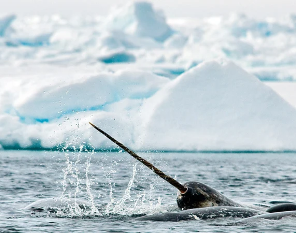 Narwhal-1