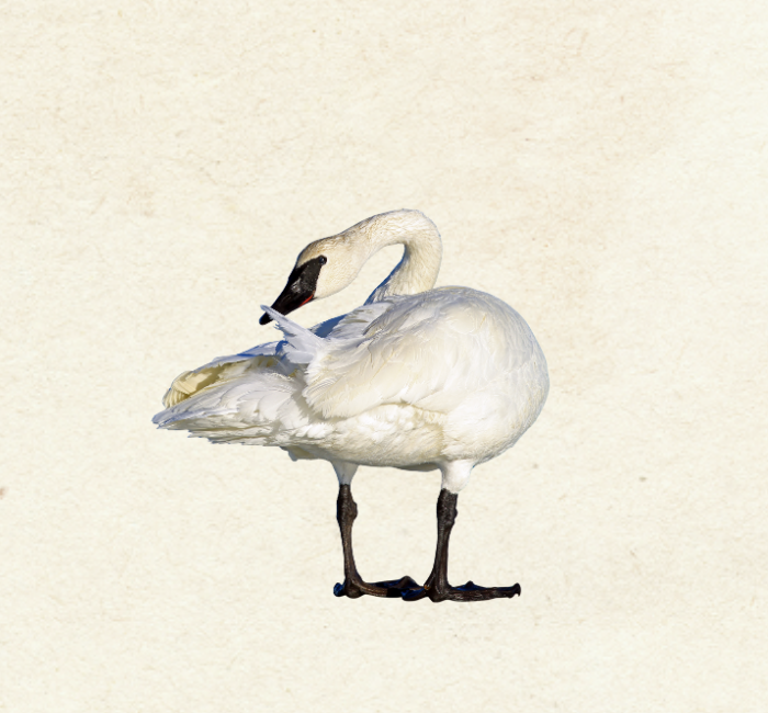 Trumpeter Swan