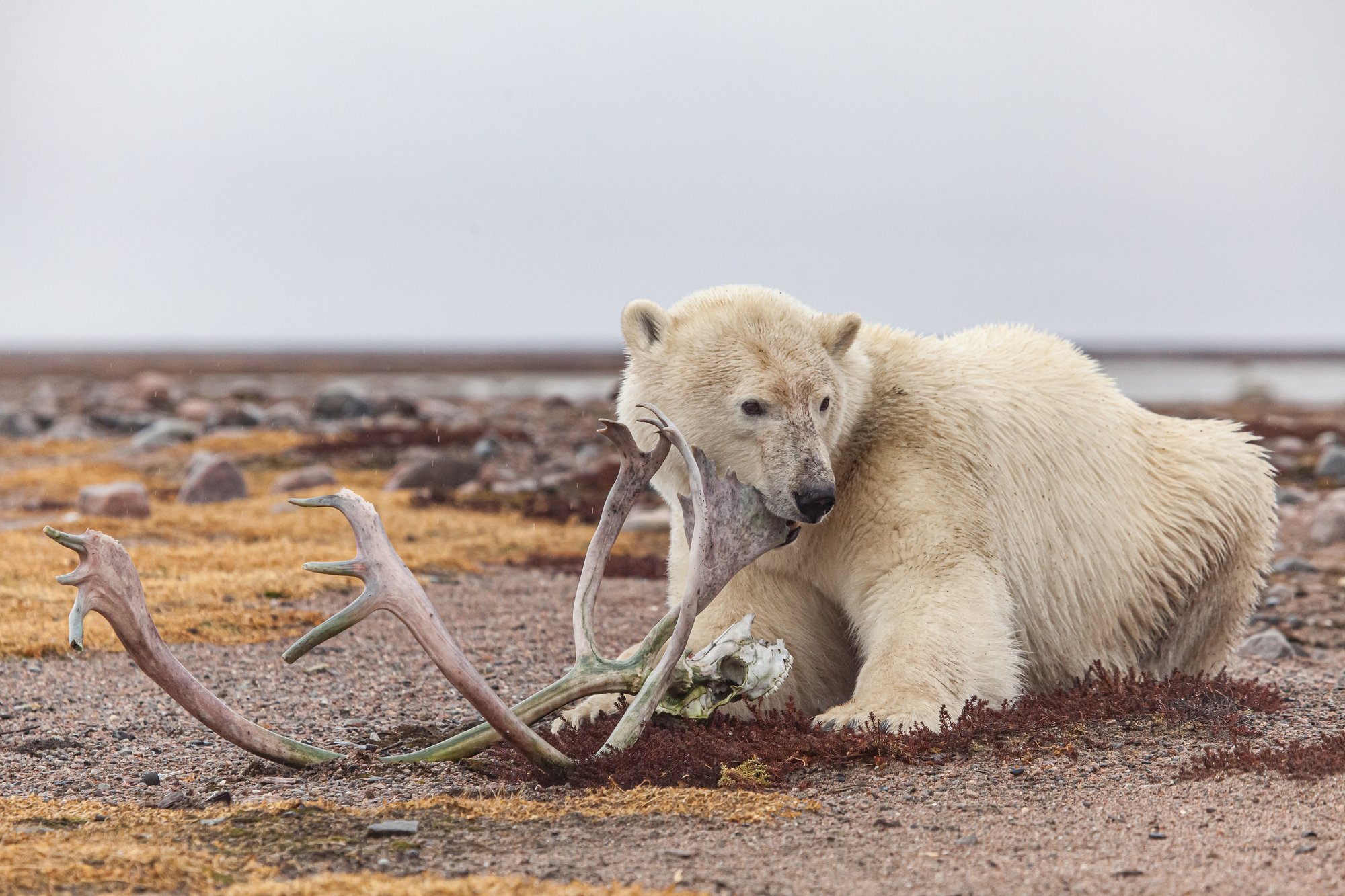 Photo par Jaime Sharp Emplacement Camp Geilini Nunavut-3830-1