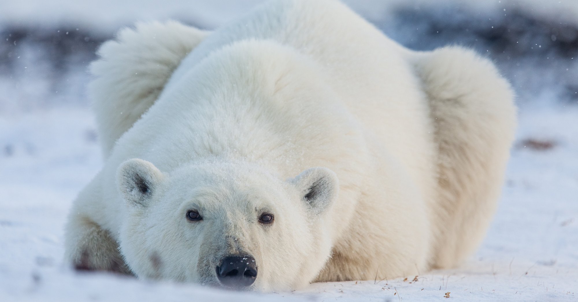 Photo By Jaime Sharp Location Geilini Camp Nunavut-7720