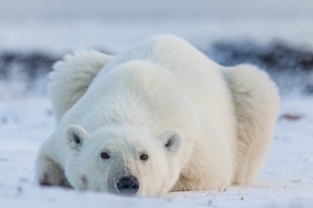 Photo By Jaime Sharp Location Geilini Camp Nunavut-7720