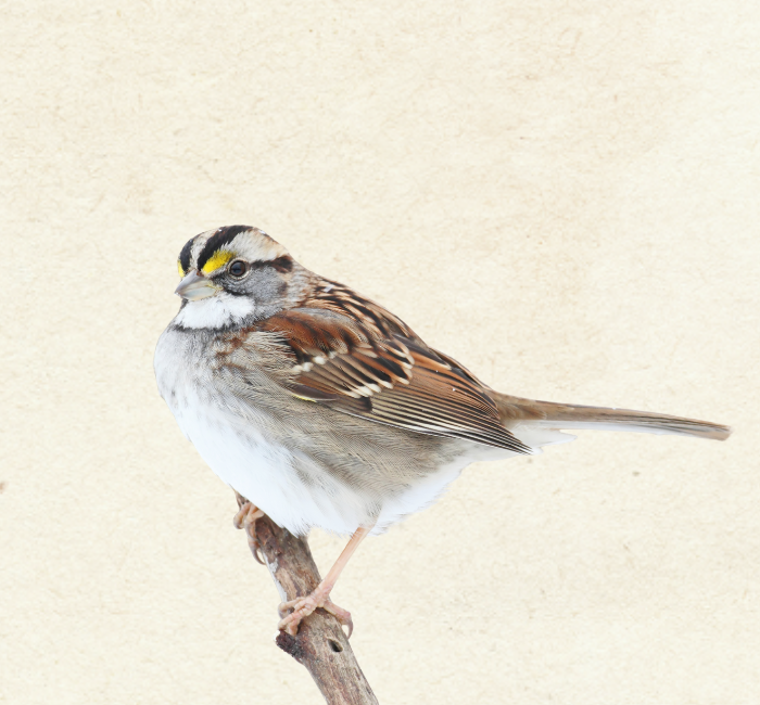 White-Throated Sparrow