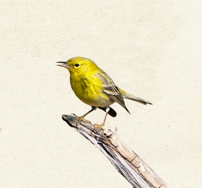 Yellow Warbler