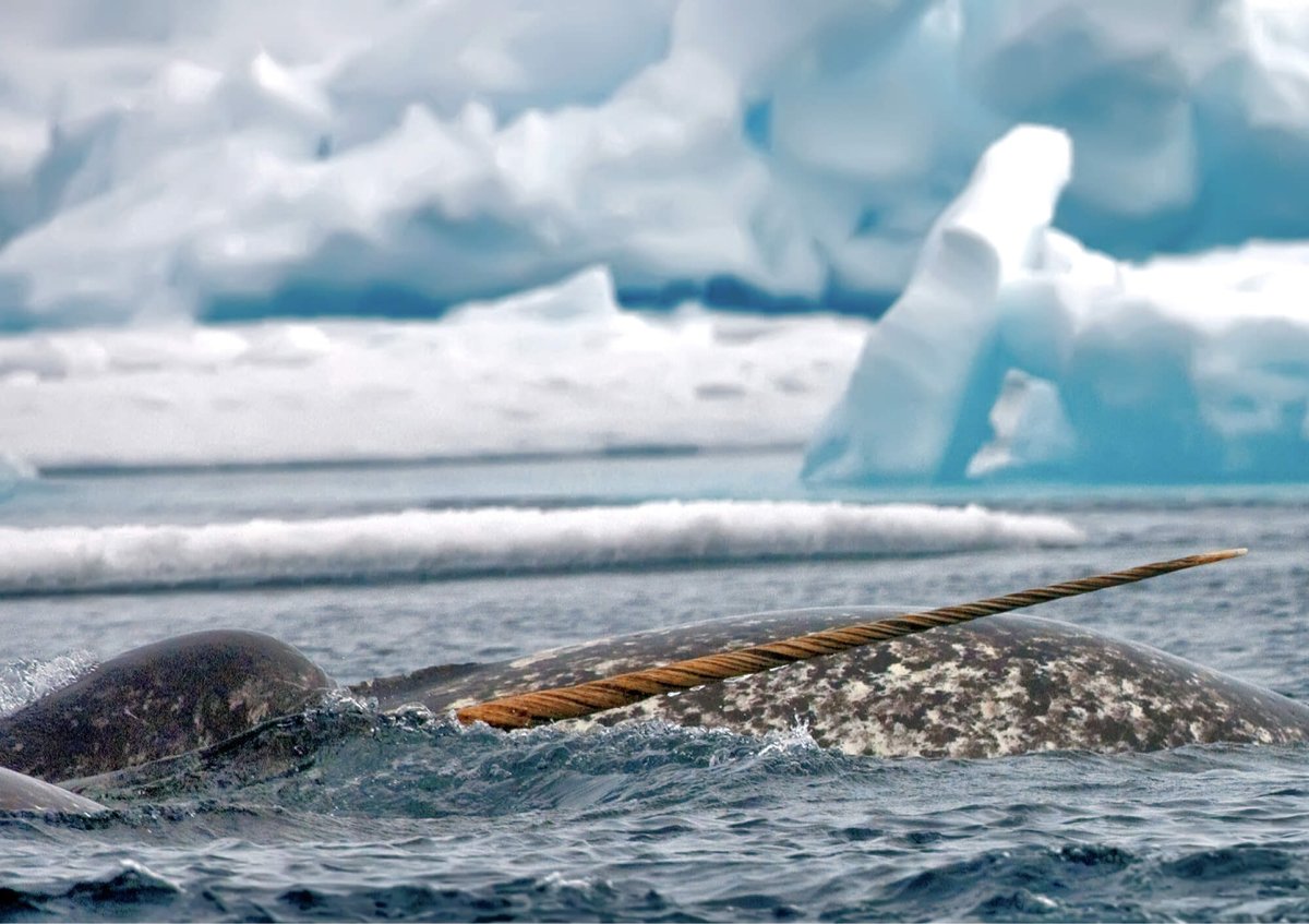 The Floe Edge: Legendary Wildlife and Epic Landscapes