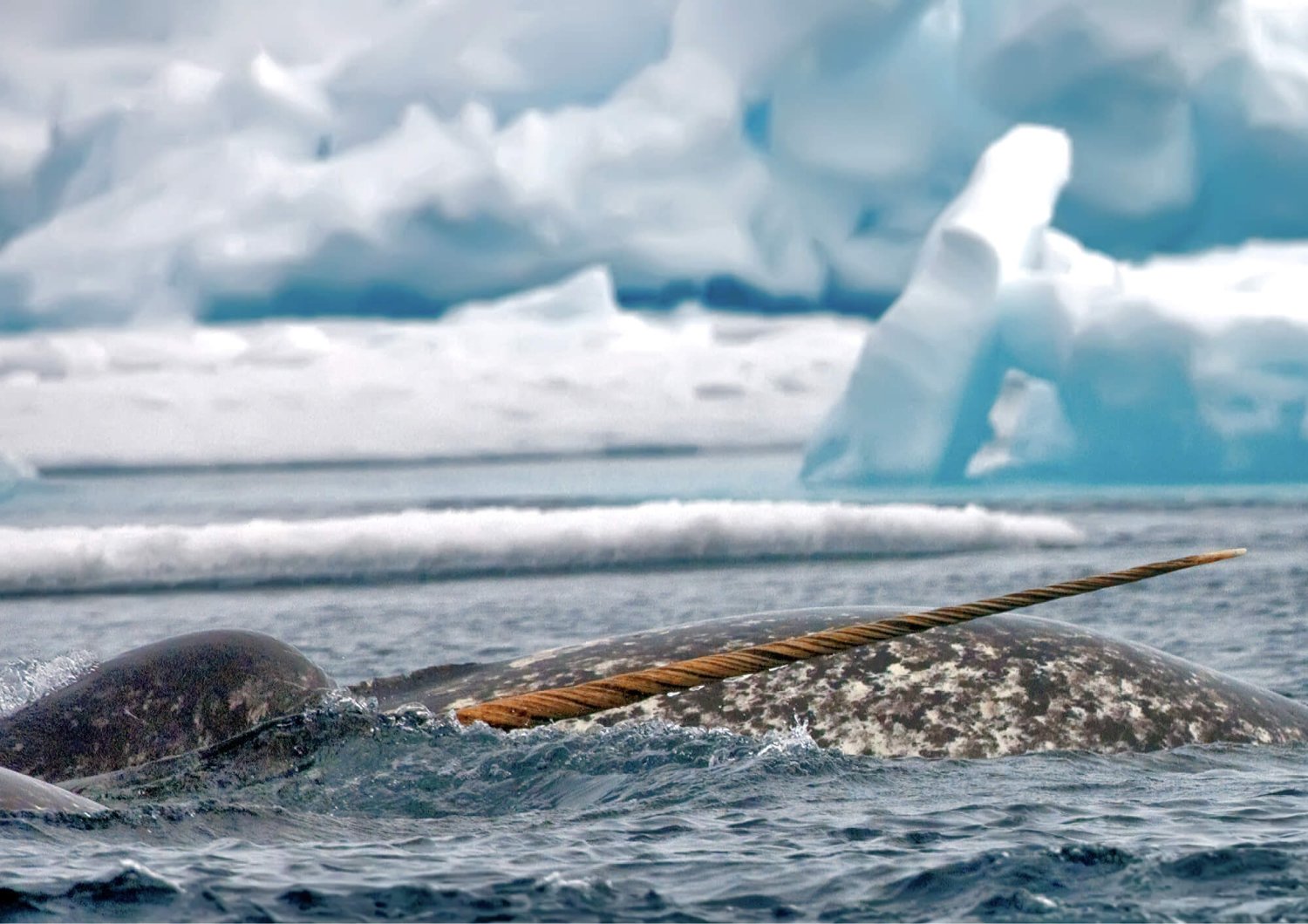 The Floe Edge: Legendary Wildlife & Epic Landscapes