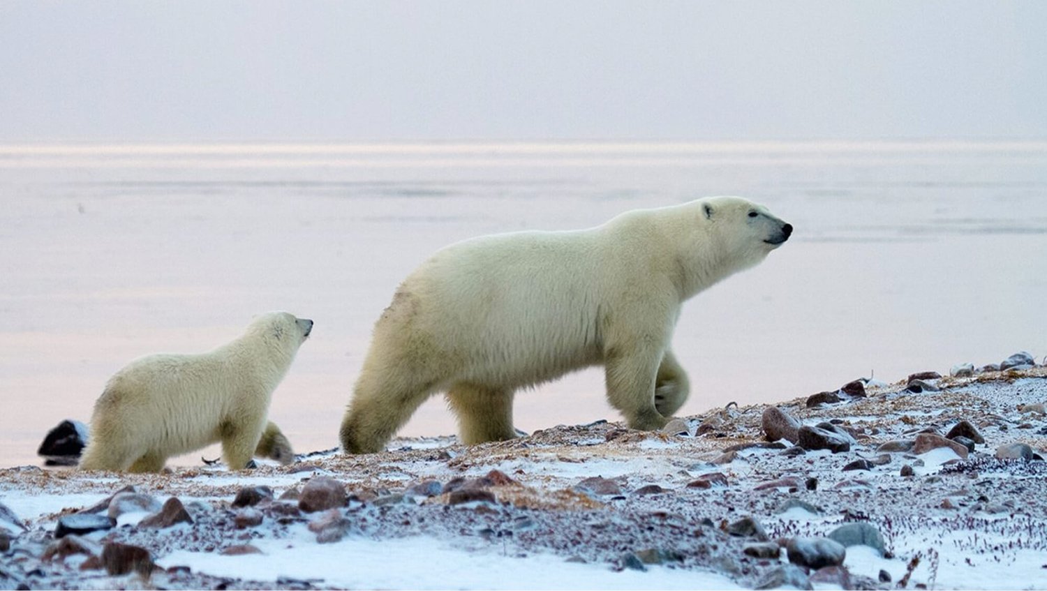 polar-bear-migration-fly-in-safari-by-arctic-kingdom2