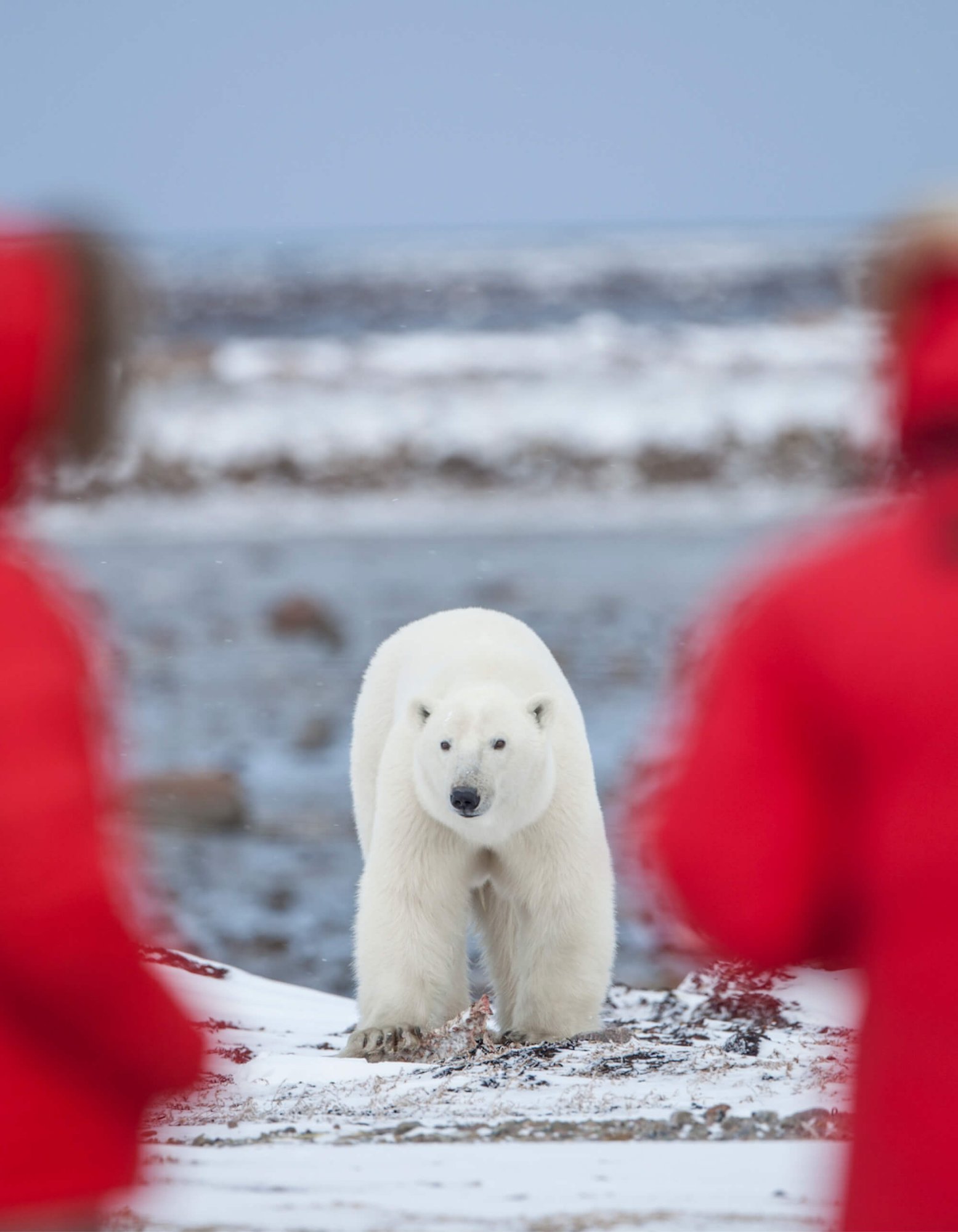 polar-bear-migration-fly-in-safari-by-arctic-kingdom3-vertical
