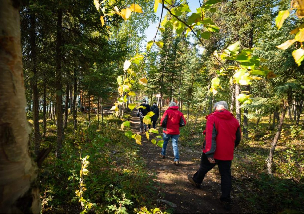 walk-excursion-forest