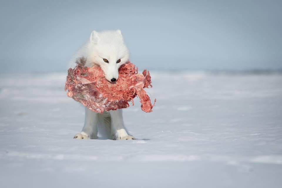 arctic fox-sm