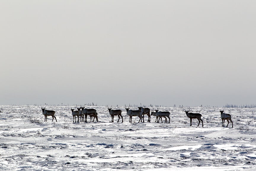 johnemarriott_car0820_caribou_northernmanitoba