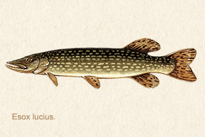 brochet du nord