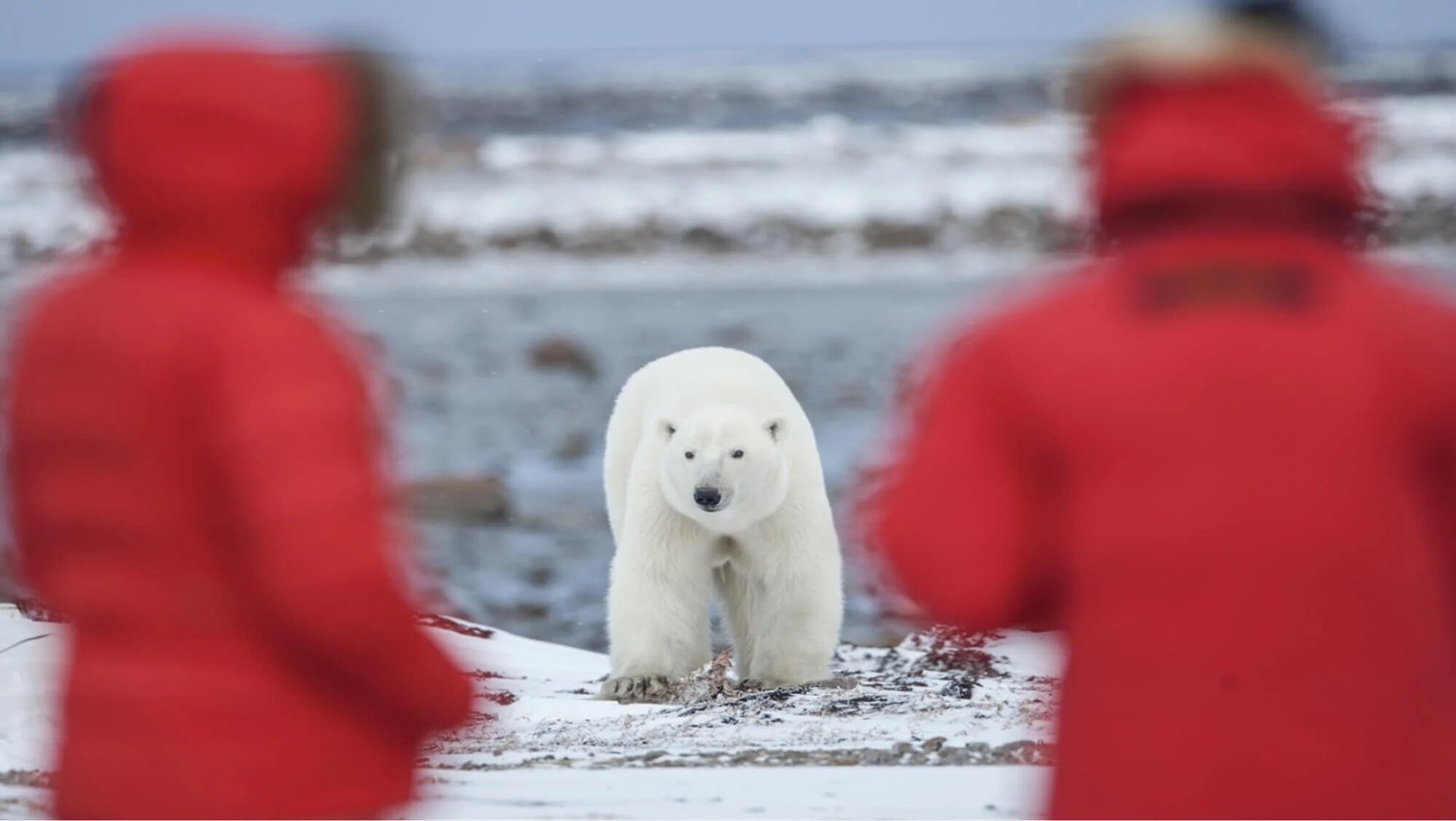The Great Polar Bear Migration - A Fly-In Safari