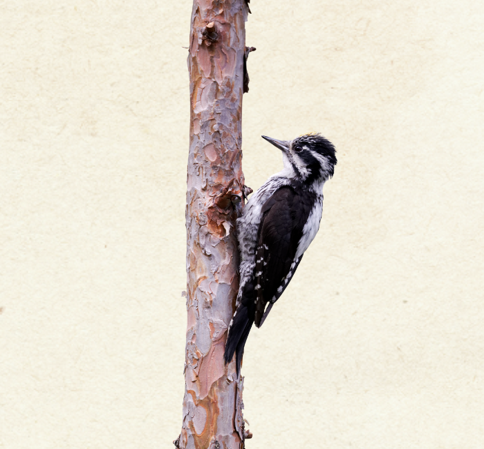 three toed woodpecker