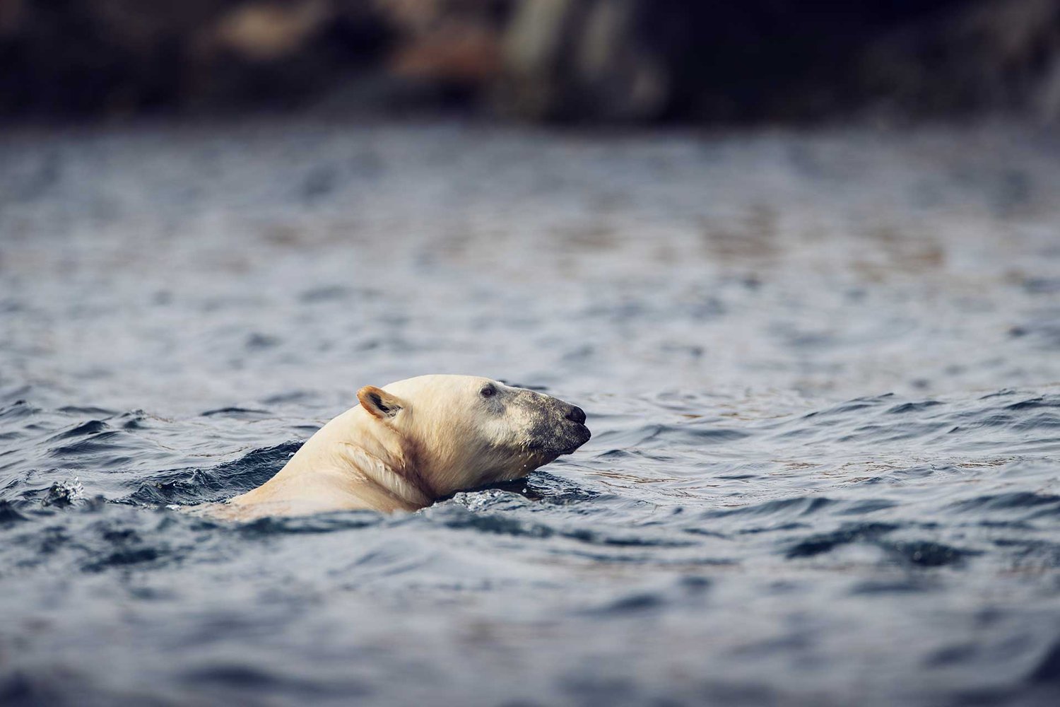 torngats-polar-bear-swimming