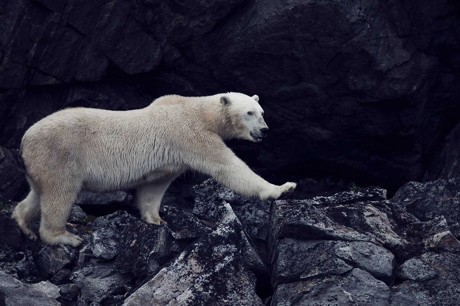 torngats-polar-bear-walking