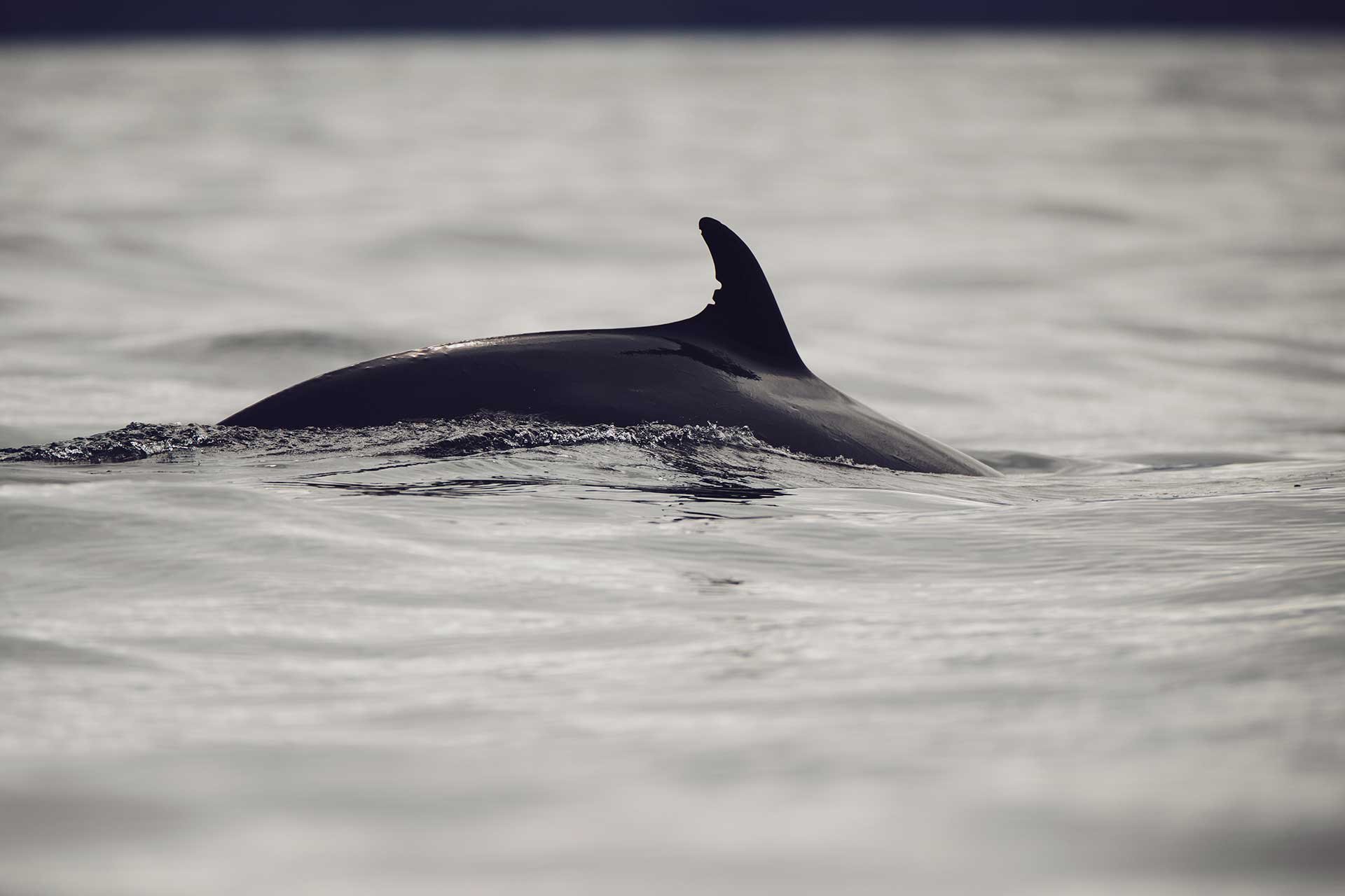 torngats-wild-life-whale
