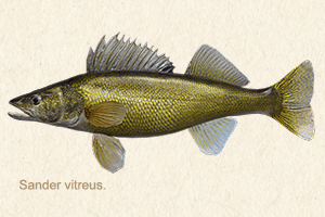 doré jaune-pickerel