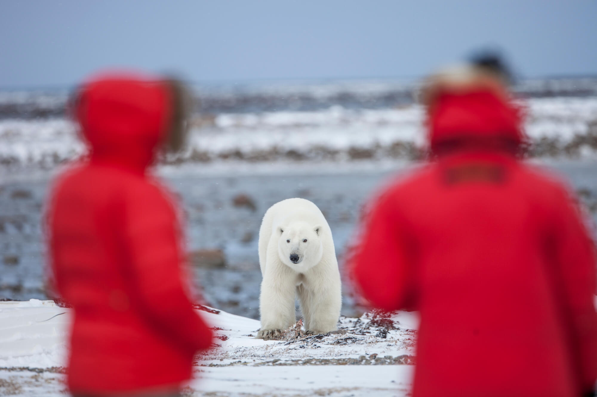 ARCTIC_KINGDOM_Couple_Observing_Polar_Bear_RJ_SAUER_polar-2 (1)