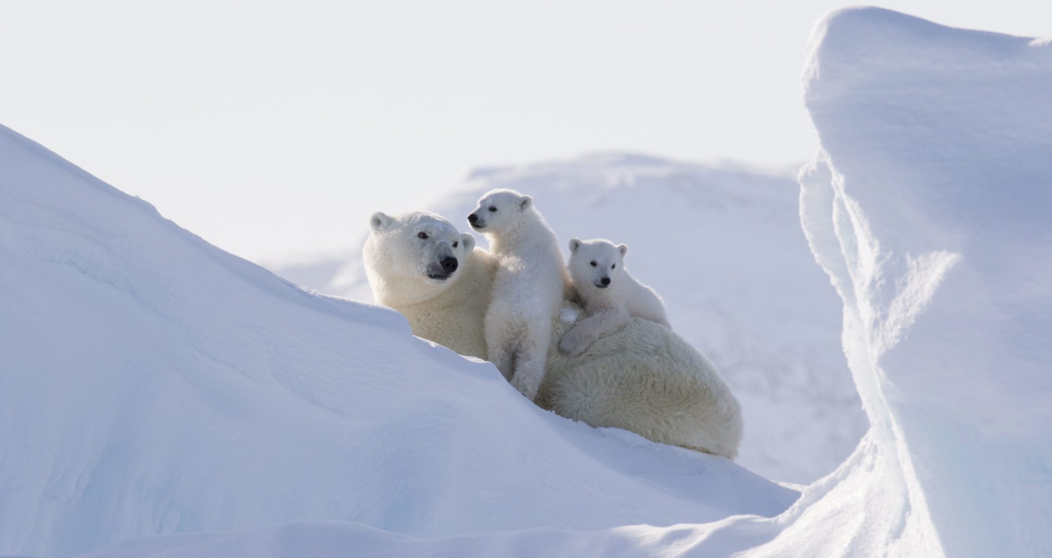 Best Time To See Polar Bears In The Arctic Arctic Kingdom