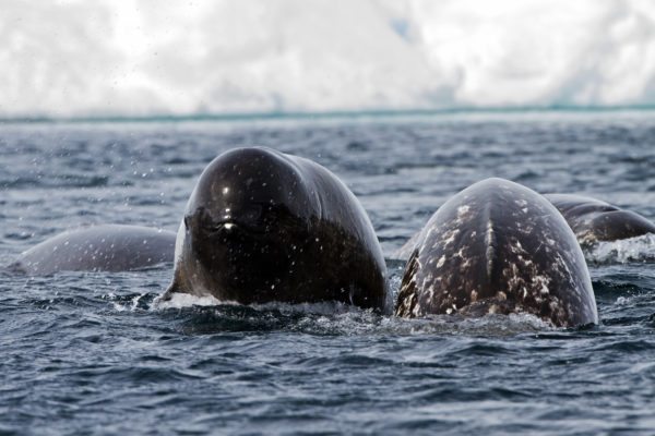 10 Fun Facts About Narwhal: Are Narwhal Endangered? | Travel Nunavut