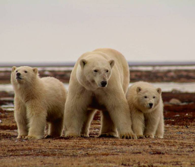 polar bears Archives | Page 2 of 2 | Arctic Kingdom