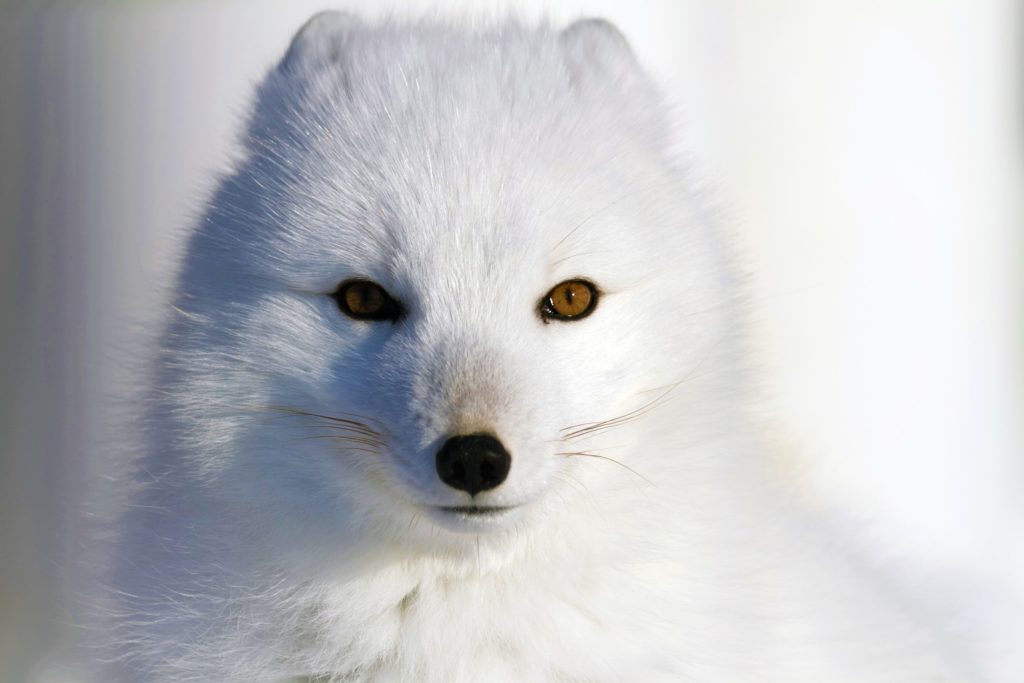 Other Amazing Animals to See On Our Polar Bear Safaris | Arctic Kingdom